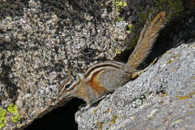 Least Chipmunk 2018-06-30