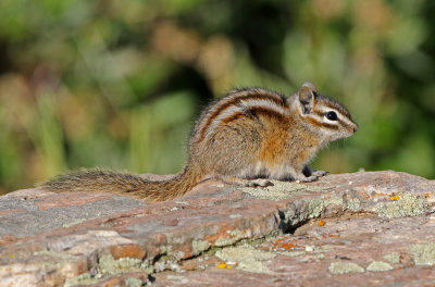 Least Chipmunk 2018-07-08