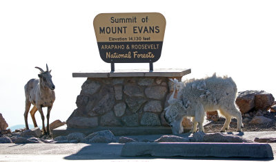Mountain Goat and Rocky Mountain Bighorn Sheep 2018-06-30