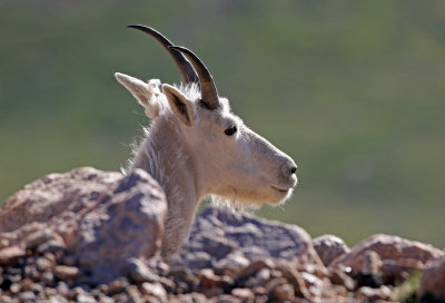 Mountain Goat 2018-06-30