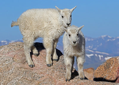 Mountain Goat 2018-06-30