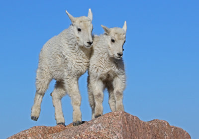 Mountain Goat 2018-06-30