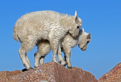 Mountain Goat 2018-06-30
