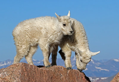 Mountain Goat 2018-06-30