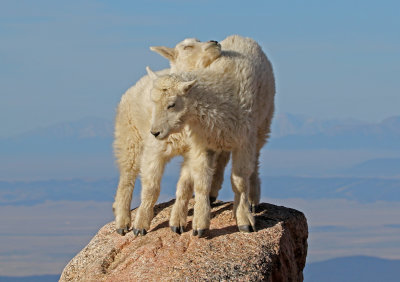 Mountain Goat 2018-06-30