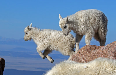 Mountain Goat 2018-06-30