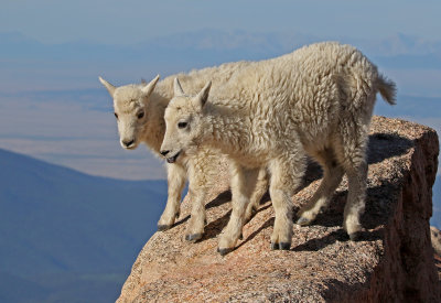 Mountain Goat 2018-06-30