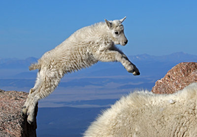 Mountain Goat 2018-06-30