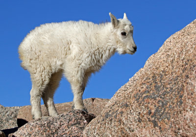 Mountain Goat 2018-06-30