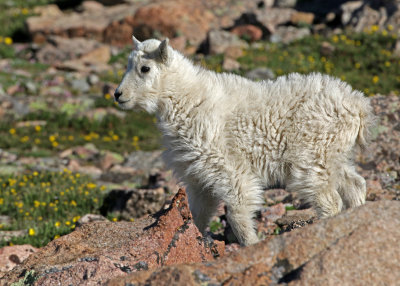 Mountain Goat 2018-06-30