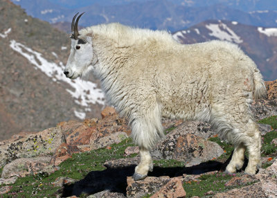 Mountain Goat 2018-06-30