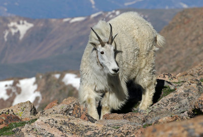 Mountain Goat 2018-06-30