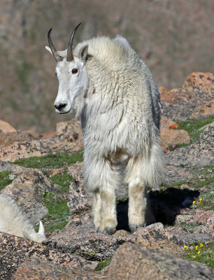 Mountain Goat 2018-06-30