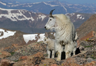 Mountain Goat 2018-06-30