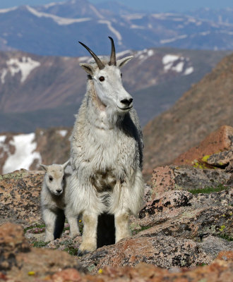 Mountain Goat 2018-06-30
