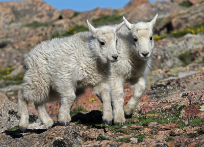 Mountain Goat 2018-06-30