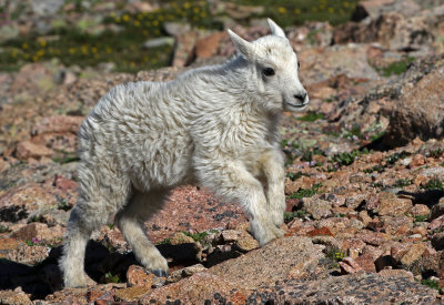Mountain Goat 2018-06-30