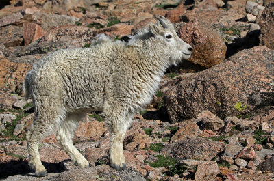 Mountain Goat 2018-06-30