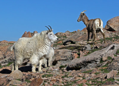 Mountain Goat and Rocky Mountain Bighorn Sheep 2018-06-30