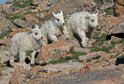 Mountain Goat 2018-06-30