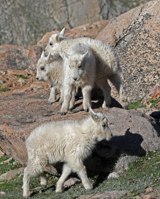 Mountain Goat 2018-06-30