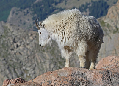 Mountain Goat 2018-06-30