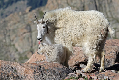 Mountain Goat 2018-06-30