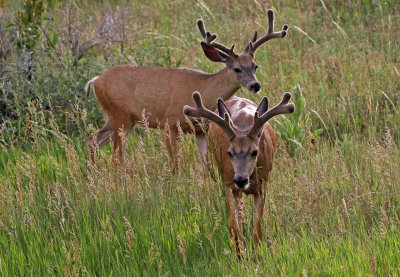Mule Deer 2018-06-22