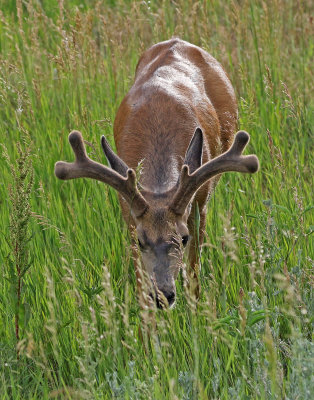 Mule Deer 2018-06-22