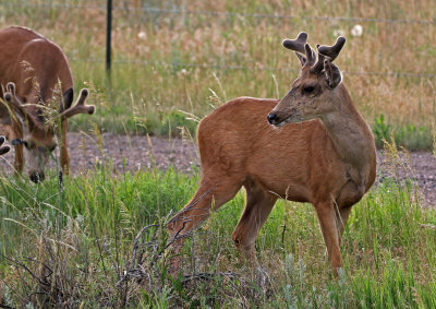 Mule Deer 2018-06-22