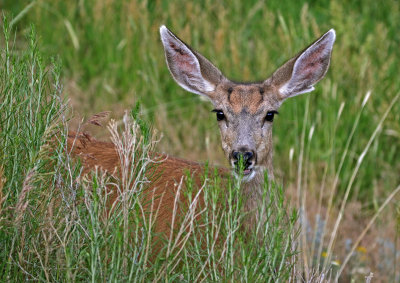 Mule Deer 2018-06-22