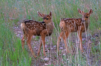 Mule Deer 2018-06-22