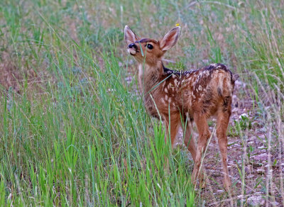 Mule Deer 2018-06-22