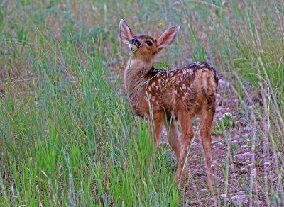 Mule Deer 2018-06-22