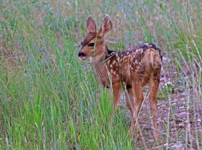 Mule Deer 2018-06-22