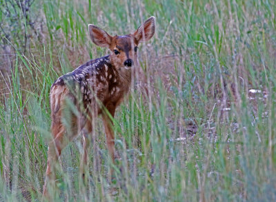 Mule Deer 2018-06-22