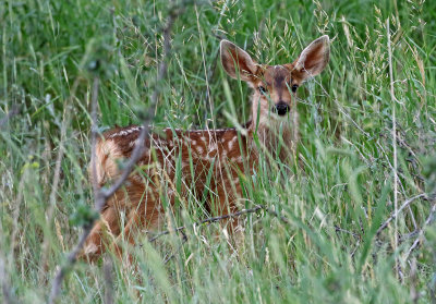 Mule Deer 2018-06-22