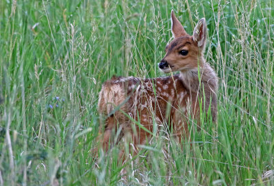 Mule Deer 2018-06-22