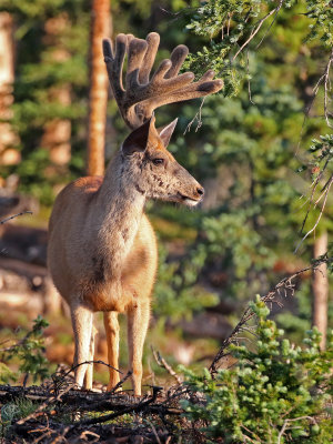 Mule Deer 2018-07-08