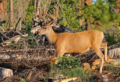 Mule Deer 2018-07-08