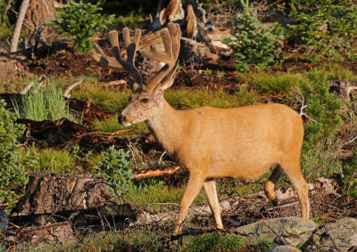 Mule Deer 2018-07-08