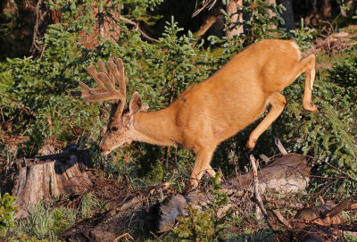 Mule Deer 2018-07-08