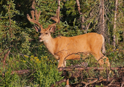 Mule Deer 2018-07-08