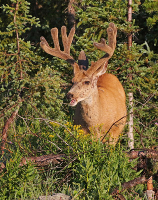 Mule Deer 2018-07-08