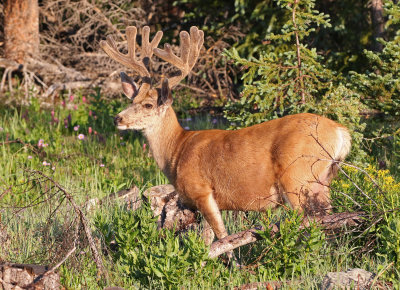 Mule Deer 2018-07-08