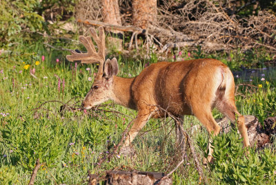 Mule Deer 2018-07-08