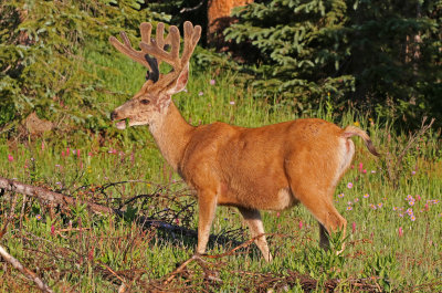 Mule Deer 2018-07-08