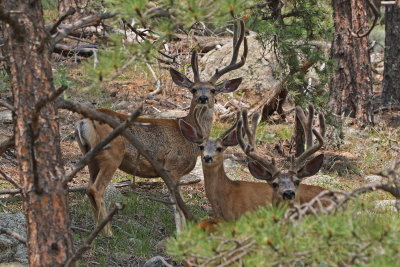 Mule Deer 2018-07-29