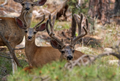 Mule Deer 2018-07-29