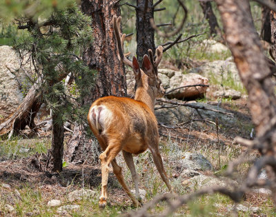 Mule Deer 2018-07-29